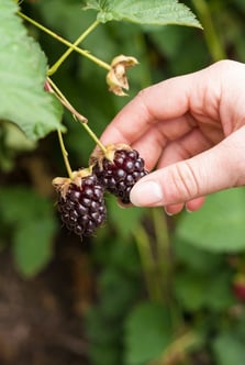 Picking Soft Fruit